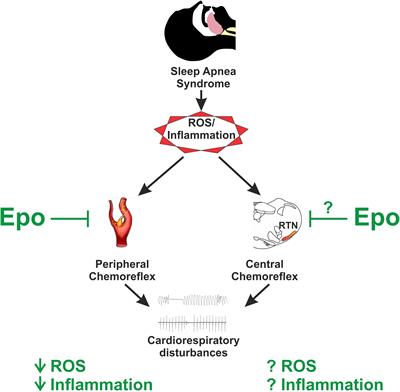 Ventilatory and Autonomic Regulation in Sleep Apnea Syndrome: A Potential Protective Role for Erythropoietin?